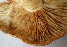 Netzsporiger Buchenmilchling, Foto 10
