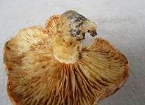 Netzsporiger Buchenmilchling, Foto 11
