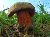 Netzstieliger Hexenröhrling, Foto 35