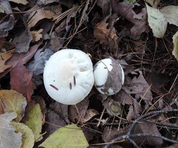 Nichtverfärbender Schneckling, Foto 3
