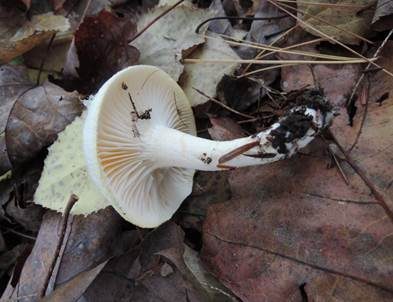 Nichtverfärbender Schneckling, Foto 4