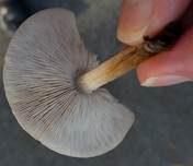 Niedriger Weichritterling, Foto 13