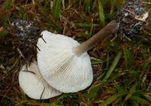 Niedriger Weichritterling, Foto 8