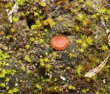 Niedrigwarziger Schildborstling, Foto 2