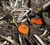 Niedrigwarziger Schildborstling, Foto 9