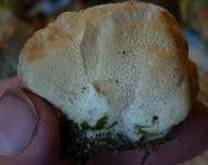 Nördlicher Porling, Foto 26