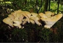 Nördlicher Porling, Foto 30