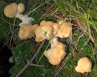 Nördlicher Porling, Foto 36