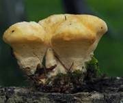 Nördlicher Porling, Foto 42