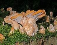 Nördlicher Porling, Foto 7