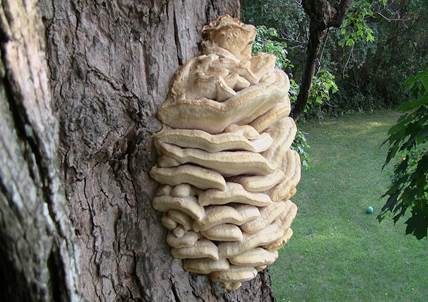Nördlicher Stachelseitling, Foto 3