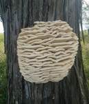 Nördlicher Stachelseitling, Foto 13