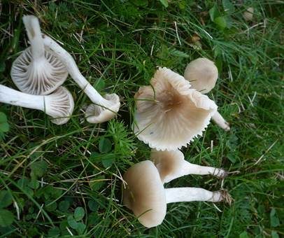 Ockerblasser Jungfern-Ellerling, Foto 2