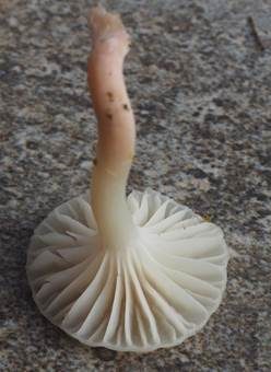 Ockerblasser Jungfern-Ellerling, Foto 5