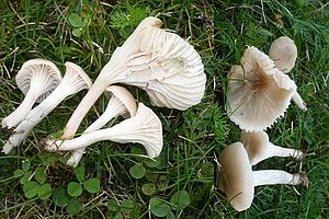 Ockerblasser Jungfern-Ellerling, Foto 1