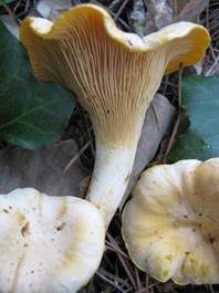Blasser Pfifferling, Foto 3