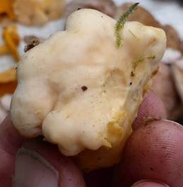 Blasser Pfifferling, Foto 6