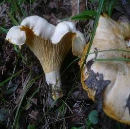 Blasser Pfifferling, Foto 7