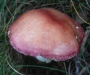 Ockerblättriger Zinnobertäubling, Foto 8