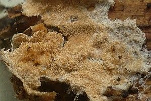 Ockerbrauner Resupinat-Stacheling, Foto 1