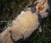Ockerfarbener Saftzystidling, Foto 7