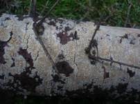 Ockerfarbener Saftzystidling, Foto 9
