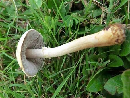 Ockerfarbener Zwergchampignon, Foto 2