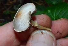 Ockerfarbener Zwergchampignon, Foto 6