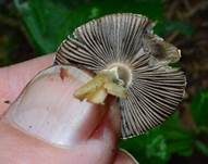 Ockerfarbener Zwergchampignon, Foto 7