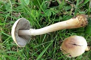 Ockerfarbener Zwergchampignon, Foto 1