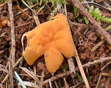 Ockergelbe Lorchel, Foto 2