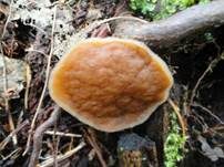 Ockergelbe Lorchel, Foto 7