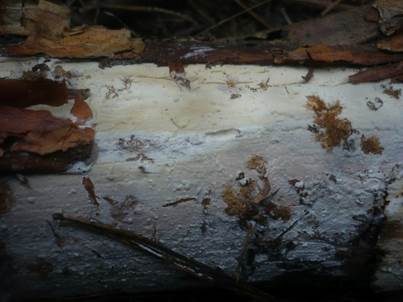 Ockergelber Gloeozystidenrindenpilz, Foto 3