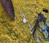 Ockergelber Kammpilz, Foto 9