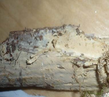 Ockergelbes Gelbfilzlager, Foto 4