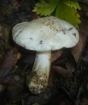 Blasser Rußkopf, Foto 4