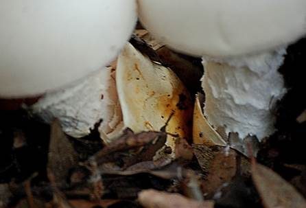 Ockerscheidiger Eierwulstling, Foto 3