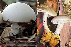 Ockerscheidiger Eierwulstling, Foto 1