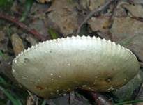 Ockersporiger Speisetäubling, Foto 7