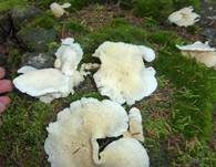 Ohrförmiger Seitling, Foto 19