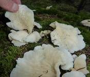 Ohrförmiger Seitling, Foto 21