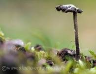 Ohrlöffel Stacheling, Foto 12