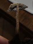 Ohrlöffel Stacheling, Foto 24