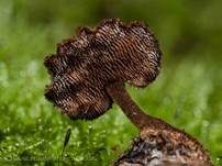 Ohrlöffel Stacheling, Foto 32