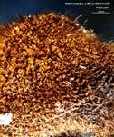 Ohrlöffel Stacheling, Foto 39