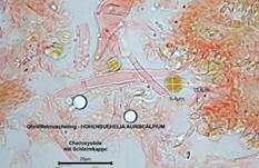 Ohrlöffelmuscheling, Foto 21