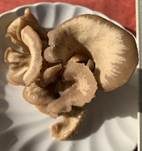 Ohrlöffelmuscheling, Foto 8