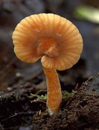 Olivbrauner Erlenmilchling, Foto 3