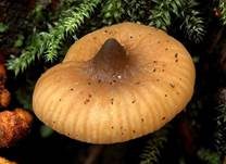 Olivbrauner Erlenmilchling, Foto 8