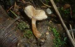 Olivbrauner Erlenmilchling, Foto 11